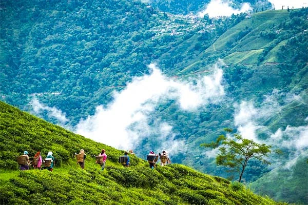 Darjeeling Tea  Garden