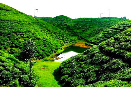 Happy Valley Tea Garden