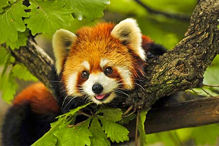 Padmaja Naidu Himalayan Zoological Park