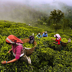 Darjeeling Educational Tour Package