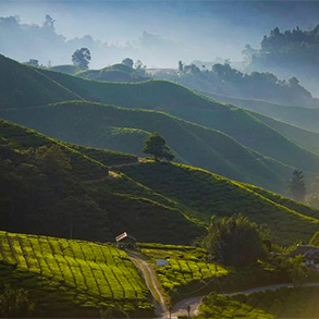 Darjeeling Pelling Tour Plan