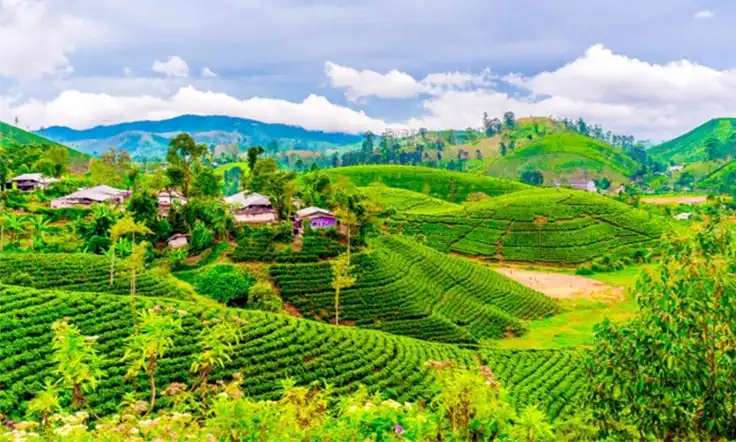 Darjeeling Lamahatta Tour Package